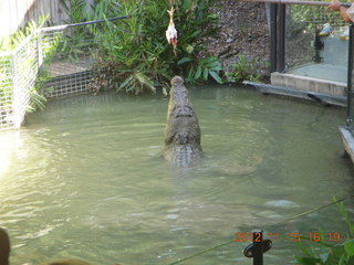 403 83f. Hartley's Crocodile Adventures - crocodile show