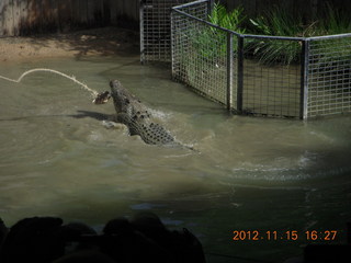 408 83f. Hartley's Crocodile Adventures - crocodile show