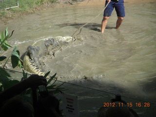 411 83f. Hartley's Crocodile Adventures - crocodile show