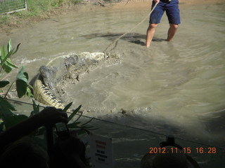 Hartley's Crocodile Adventures - crocodile show