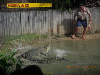 413 83f. Hartley's Crocodile Adventures - crocodile show