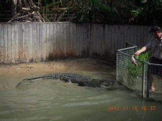 414 83f. Hartley's Crocodile Adventures - crocodile show