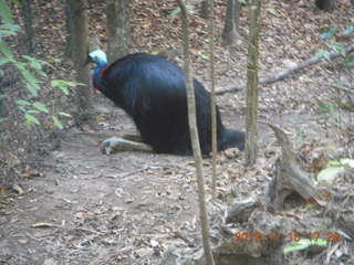 419 83f. Hartley's Crocodile Adventures - cassowary