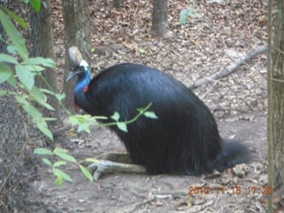 420 83f. Hartley's Crocodile Adventures - cassowary