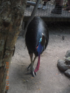 421 83f. Hartley's Crocodile Adventures - cassowary