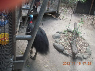 Hartley's Crocodile Adventures - cassowary