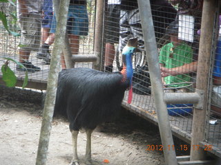 423 83f. Hartley's Crocodile Adventures - cassowary