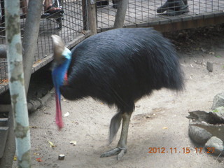 425 83f. Hartley's Crocodile Adventures - cassowary