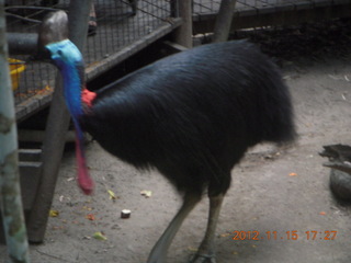 426 83f. Hartley's Crocodile Adventures - cassowary