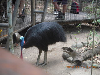 427 83f. Hartley's Crocodile Adventures - cassowary