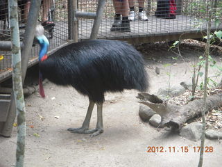 428 83f. Hartley's Crocodile Adventures - cassowary