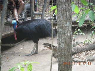 430 83f. Hartley's Crocodile Adventures - cassowary