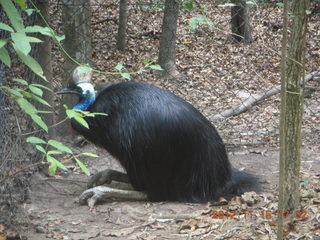 431 83f. Hartley's Crocodile Adventures - cassowary