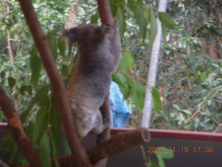 435 83f. Hartley's Crocodile Adventures - koala