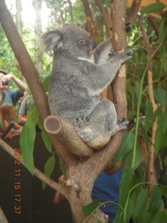 438 83f. Hartley's Crocodile Adventures - koala