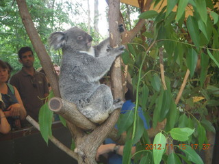 439 83f. Hartley's Crocodile Adventures - koala