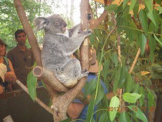 440 83f. Hartley's Crocodile Adventures - koala