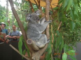 441 83f. Hartley's Crocodile Adventures - koala