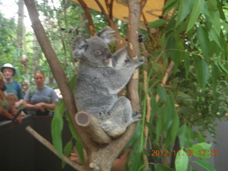 Hartley's Crocodile Adventures - cassowary