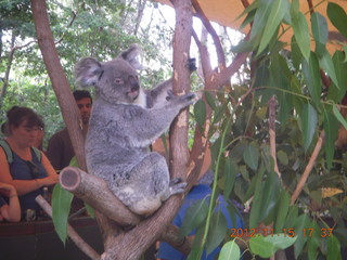 442 83f. Hartley's Crocodile Adventures - koala