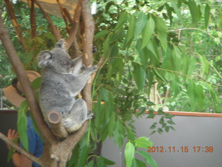 443 83f. Hartley's Crocodile Adventures - koala