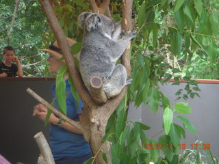 444 83f. Hartley's Crocodile Adventures - koala