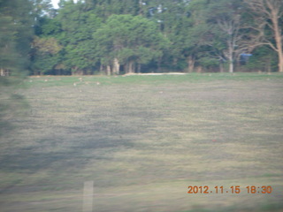 464 83f. bus ride along the coast - those dots are wallabies