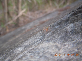 Cairns, Australia - green ant