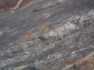 Cairns, Australia - green ants
