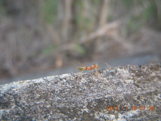 29 83g. Cairns, Australia - green ant