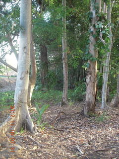 Cairns, Australia - Adam running