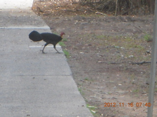 42 83g. Cairns, Australia run - bird