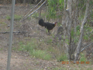 Cairns, Australia run