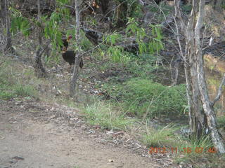 Cairns, Australia run - birds