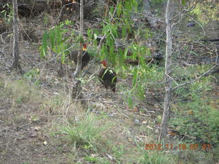 Cairns, Australia run - birds