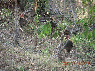 46 83g. Cairns, Australia run - birds