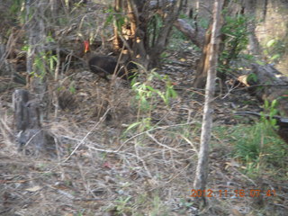 Cairns, Australia run - birds