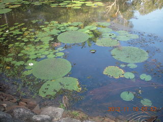 Cairns, Australia run - Cairns Botanical Garden - lily lake