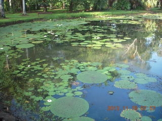 Cairns, Australia run - Cairns Botanical Garden - lily lake