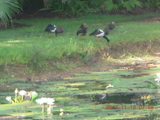 69 83g. Cairns, Australia run - Cairns Botanical Garden - lily lake - birds