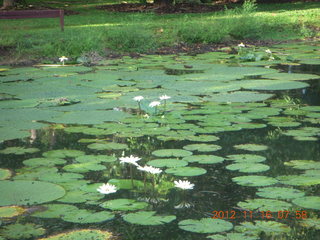 Cairns, Australia run - Cairns Botanical Garden