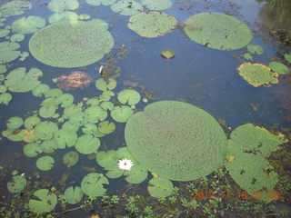 Cairns, Australia run - Cairns Botanical Garden