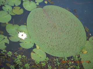 Cairns, Australia run - Cairns Botanical Garden