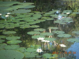 Cairns, Australia run - Cairns Botanical Garden - lily lake