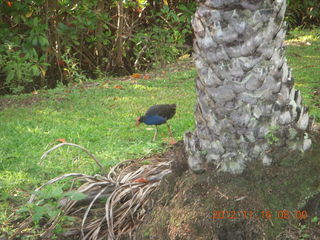 76 83g. Cairns, Australia run - Cairns Botanical Garden - bird