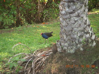 77 83g. Cairns, Australia run - Cairns Botanical Garden - bird