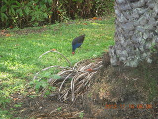Cairns, Australia run - Cairns Botanical Garden - bird