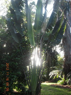 Cairns, Australia run - Cairns Botanical Garden - lily lake