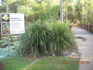Cairns, Australia run - Cairns Botanical Garden - bridge over lily lake