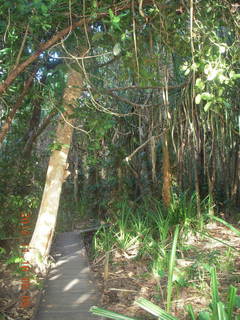 Cairns, Australia run - Cairns Botanical Garden - boardwalk